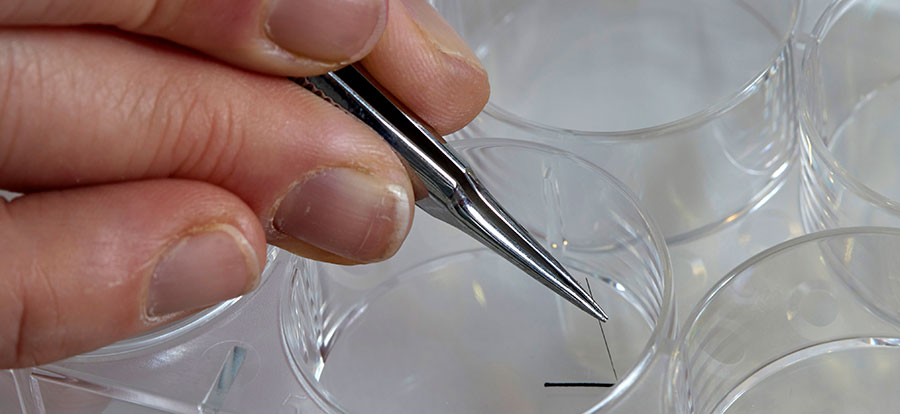 Förberedelse av cellodlingsplattor, inklusive små suturbitar, för odling av små artificiella senor 